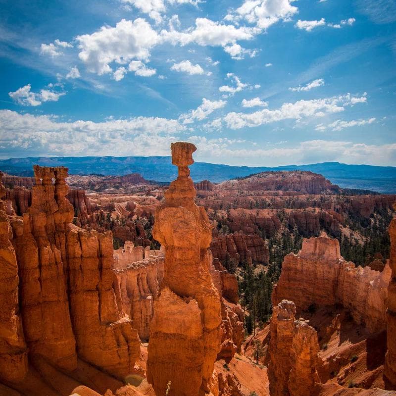 Undecanoato de Testosterona 250 mg/ml